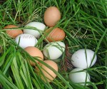 EGGS