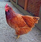 HEN