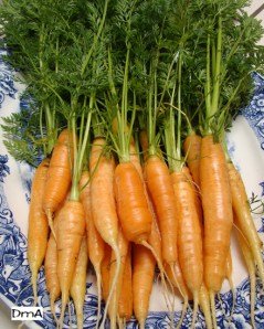 CARROTS