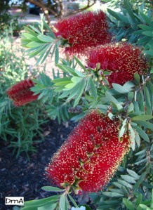 bottlebrush