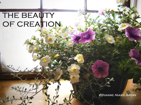 beauty of creation