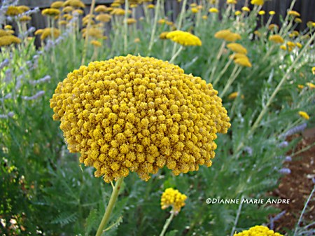 Yarrow (Coronation Gold)