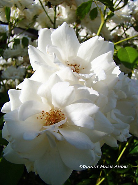 Iceberg rose (floribunda)