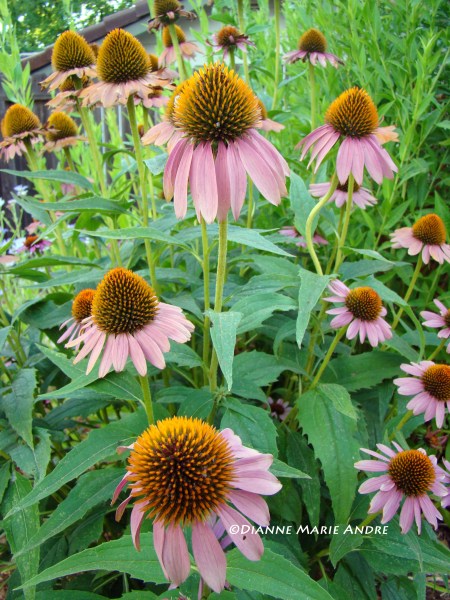 Coneflower 
