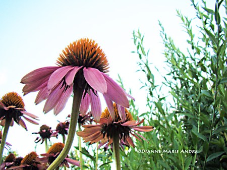 Coneflower