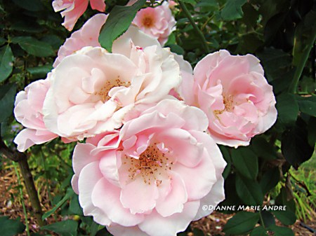 unknown pink floribunda rose 
