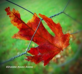 leaf in fence_edited-1