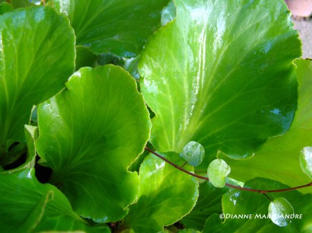 DSC09934_edited-1 - Copy