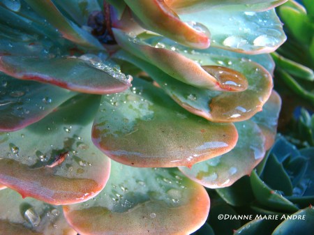 DSC09936_edited-1 - Copy