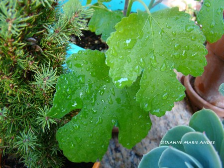 DSC09942_edited-1 - Copy