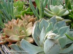 succulents2
