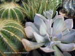 succulents3