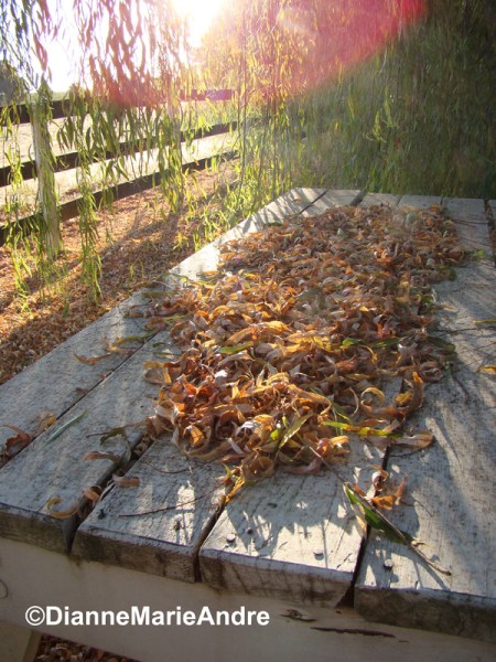 autumn-2016_edited-2